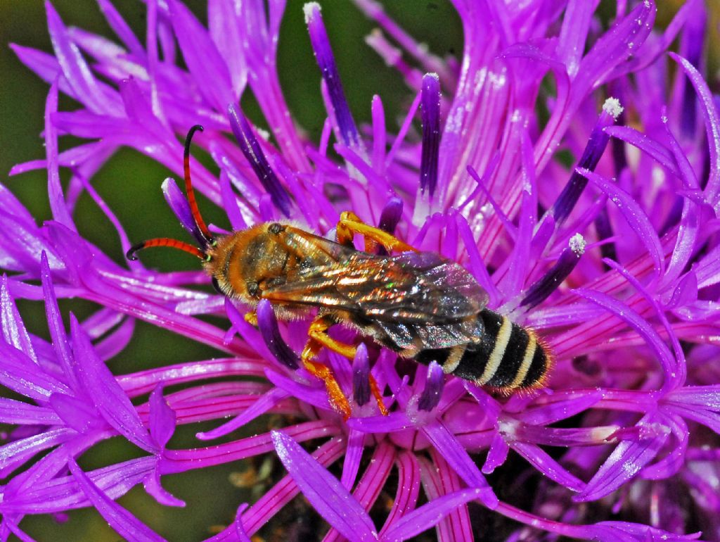 Apidae Halictinae: Halictus sexcinctus